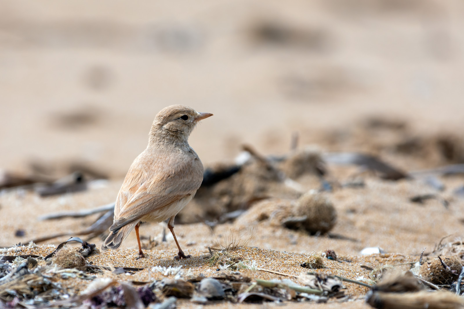 image Bar-tailed Lark